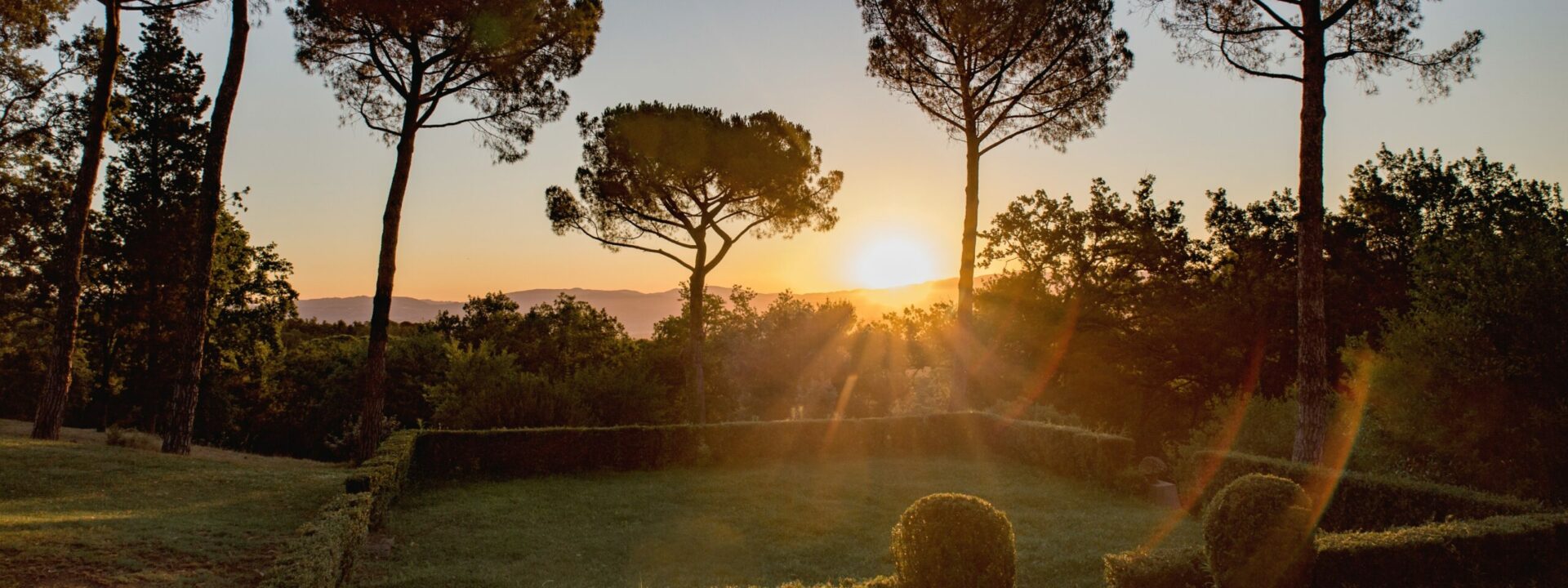 Sun shining through trees into a garden